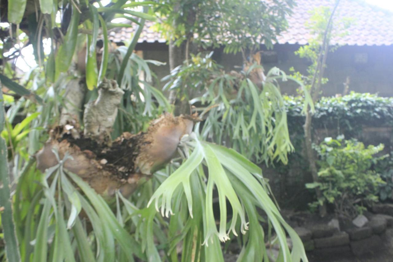 Umah De Arlika Ubud Exteriör bild
